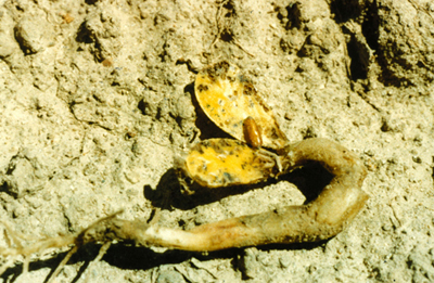 seedcorn maggot pupa on damaged seedling