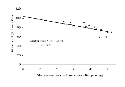 shattercane removal time graph