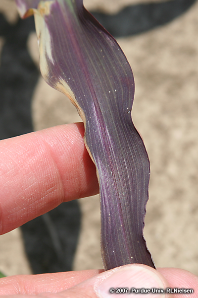 purpling of corn plant tissue