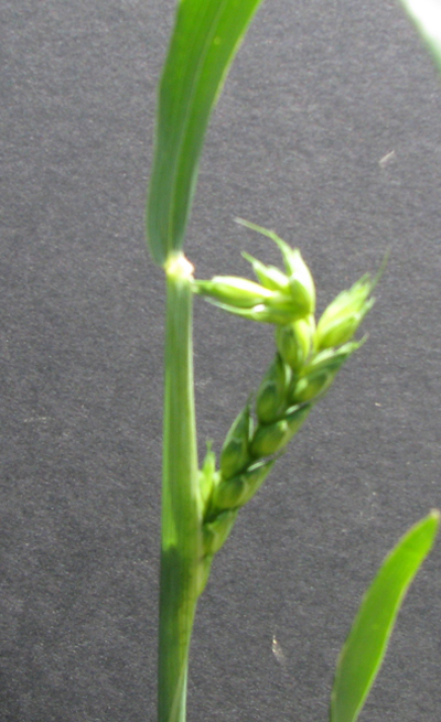 Wheat head that has snagged as it emerges