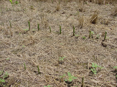 Severe armyworm damage in small grain cover crop