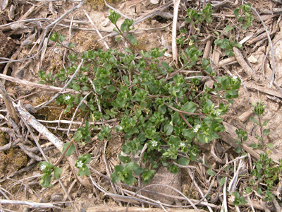 Common Chickweed (mature)