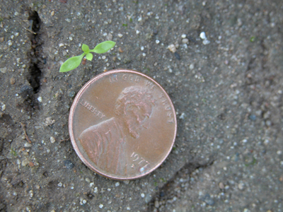 Common Chickweed (seedling)