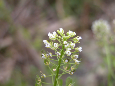 Field Pennycress (mature)