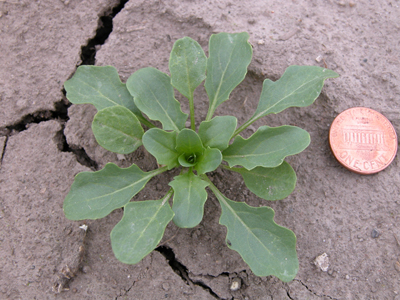 field pennycress (rosette)