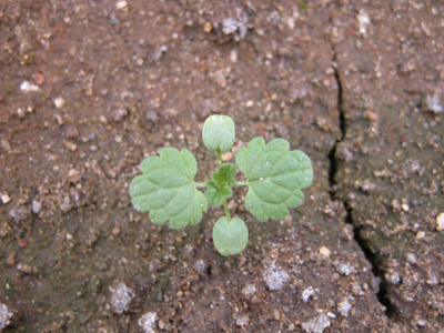 henbit (young)