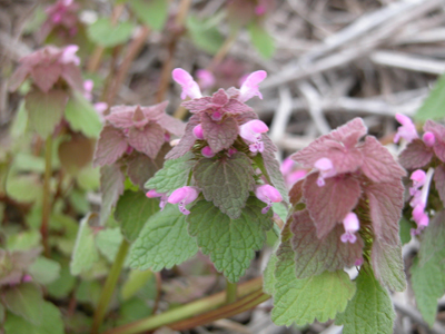 purple deadnettle (mature)