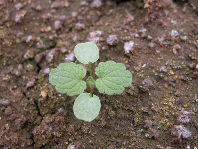 purple deadnettle (young)