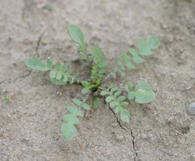 Small-flowered bittercress (rosette)