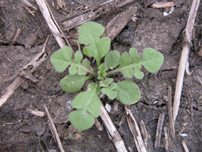 Shepherd's-purse (rosette)