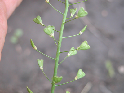 Shepherd's-purse (pod)