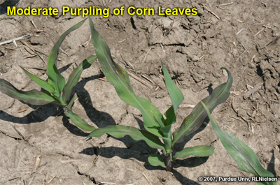 moderate purpling of corn leaves