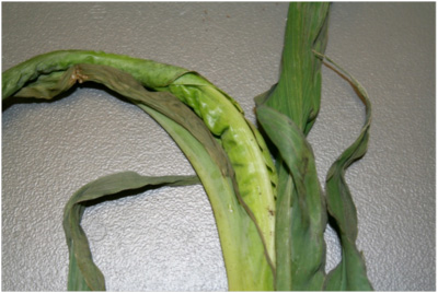 corn leaf unable to pull out of the furl