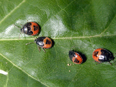 Borrower bug nymphs