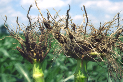 damaged roots on the left isn't noticeable until the plant falls over