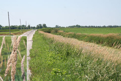 reed canary grass along a drainage canal in Pulaski Co and a closeup of seed head, post seed release