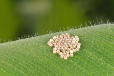 developing egg mass