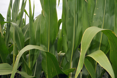 Western bean cutworm eggs mass, initially eggs are white then darken (purple) just before hatching.