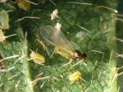 Key identification characteristics of the western bean cutworm moth.