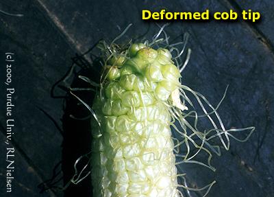 deformed cob tip