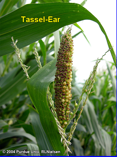 tassel-ear with both male and female floral parts