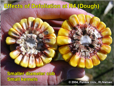 effects of defoliation at R4 (dough)