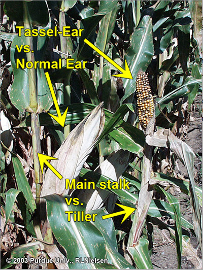 tassel-ears on tillers