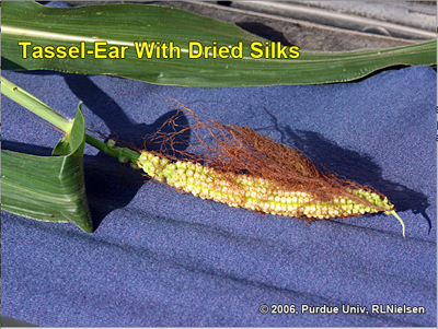 tassel-ear from tiller, with dried silks still visible