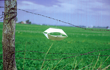 black cutworm pheromone trap