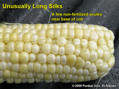 unusually long silks a few non-fertilized ovules near base of cob