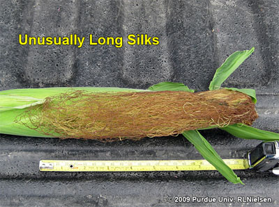 unusually long silks non-fertilized ovules near base of cob