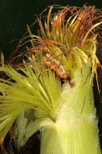 Young larva in the ear tip, still vulnerable to insecticide, but not for long