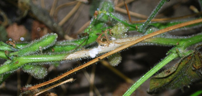 symptoms of sudden death syndrome (SDS) on soybean leaves