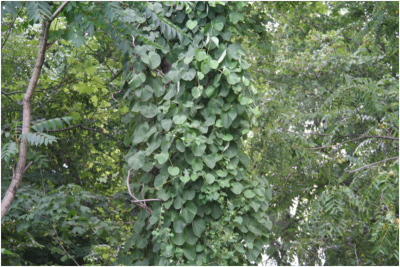 woolly dutchman's pipe climbing a tree