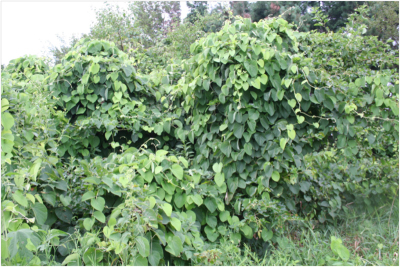 there are shrubs under there. Woolly dutchman's pipe blanketing trees and shrubs