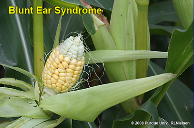 blunt ear syndrome