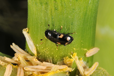 picnic beetle the most recognized sap beetle