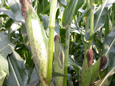 aphid colonization in ear zone