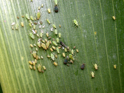 sap beetle larvae note the two projections on the tip of the abdomen