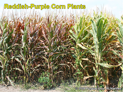 reddish-purple corn plants