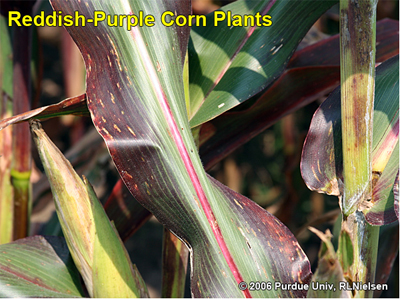 reddish-purple corn plants