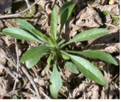 marestail (also known as horseweed)