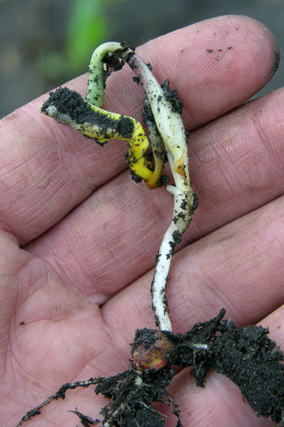 corkscrewed corn seedlings