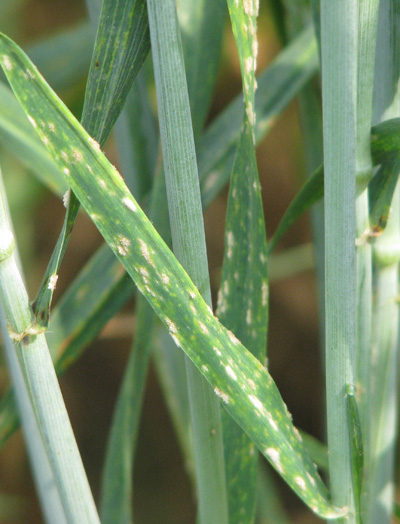 powdery mildew on wheat