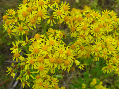 flowering cressleaf groundsel