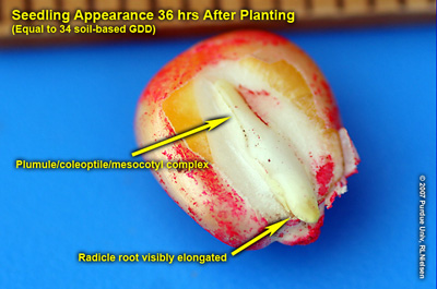 seedling appearance 36 hrs after planting