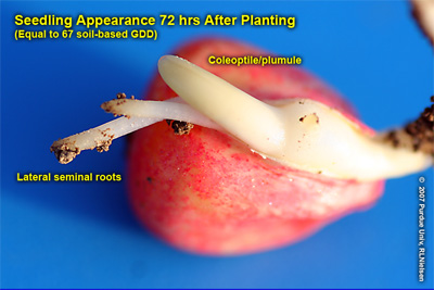 seedling appearance 72 hrs after planting