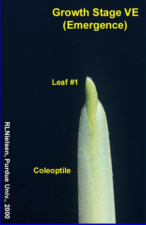 growth stage VE emergence