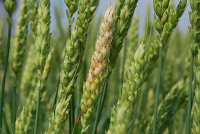 Fusarium head blight infection in Posey County