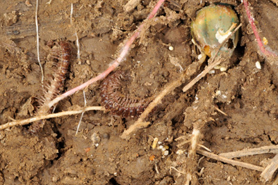 millipedes damaged this seedling growing in an open seed slot...planted too wet